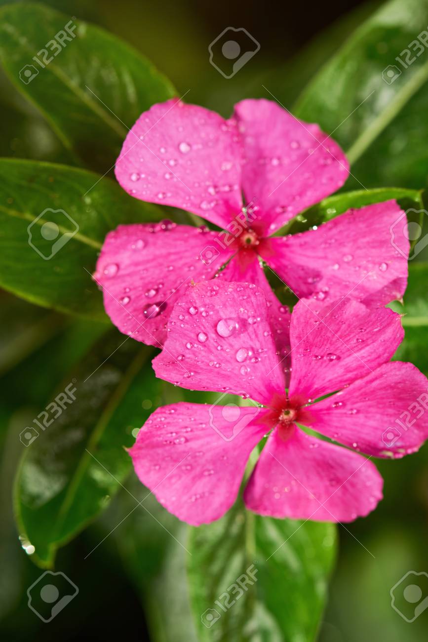 two vinca flowers with dew water drops close up stock photo picture
