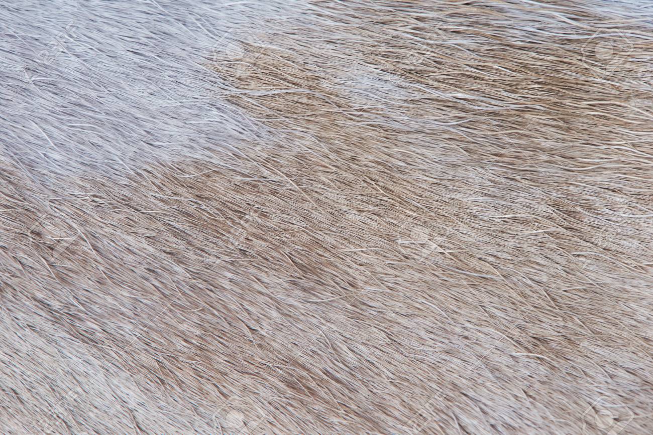 光の茶色の動物の毛皮テクスチャ パターンのクローズ アップ 動物の光毛 の写真素材 画像素材 Image