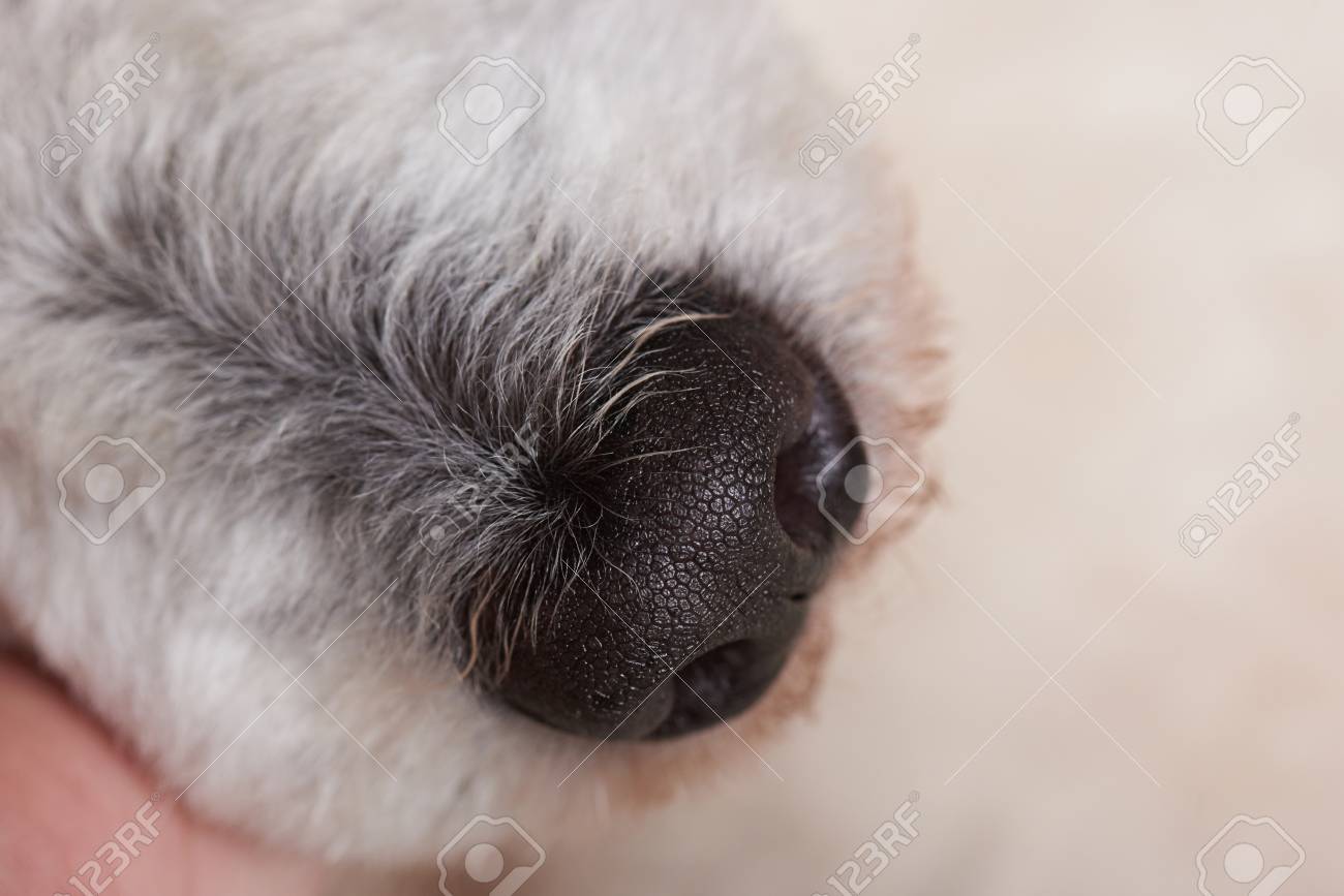 healthy dog nose
