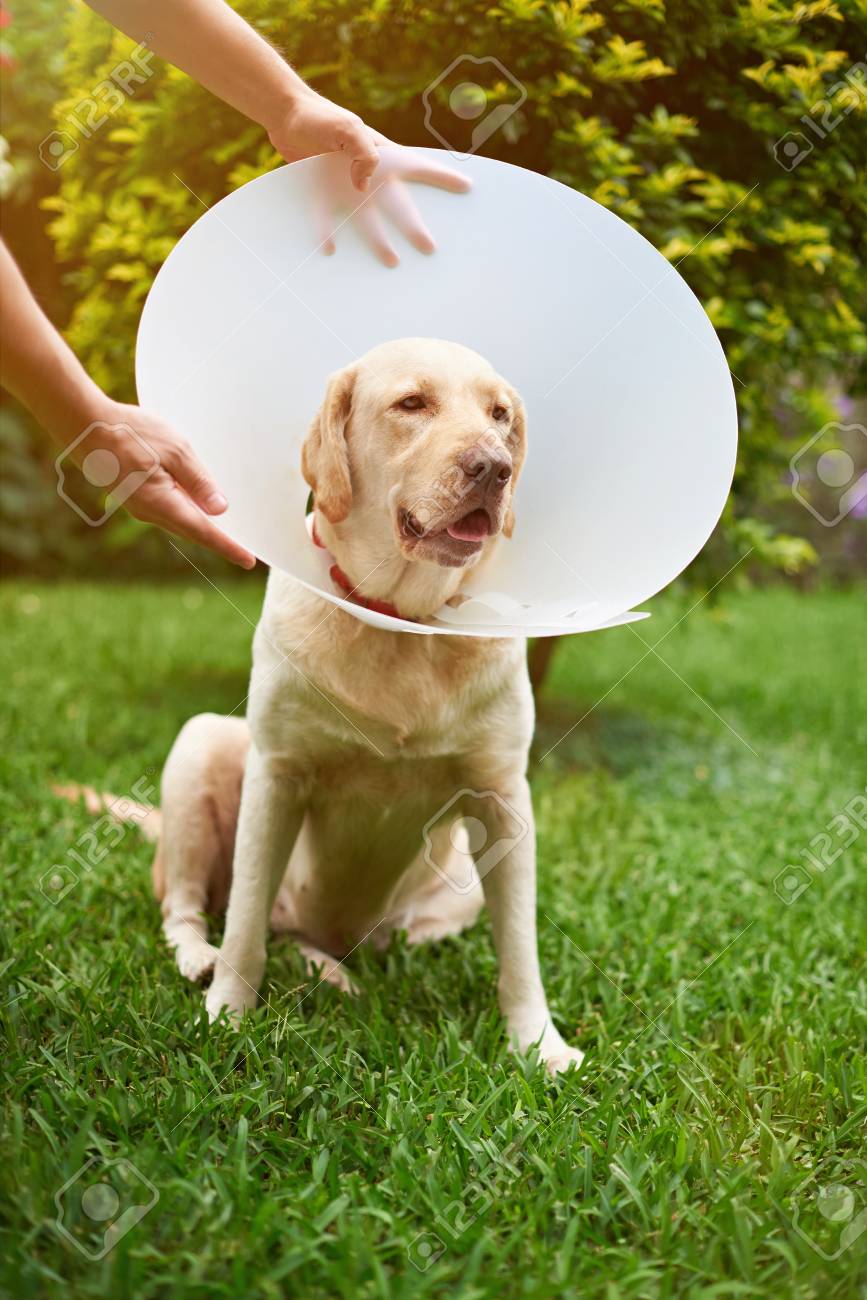 Plastic dog neck cone Clearance