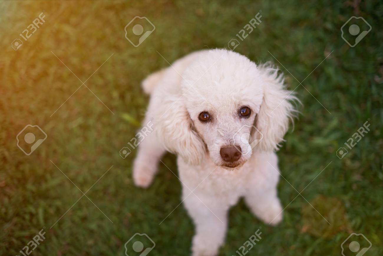 fluffy poodle puppy