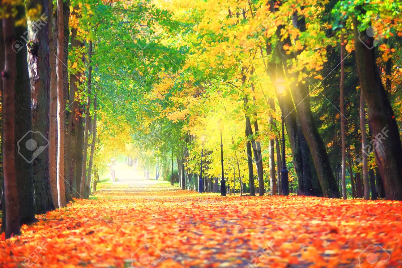 autumn city nature colorful park with red and yellow trees in nature colorful