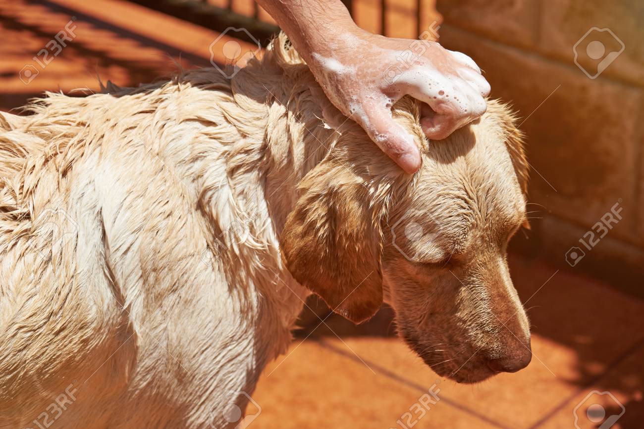 labrador shampoo