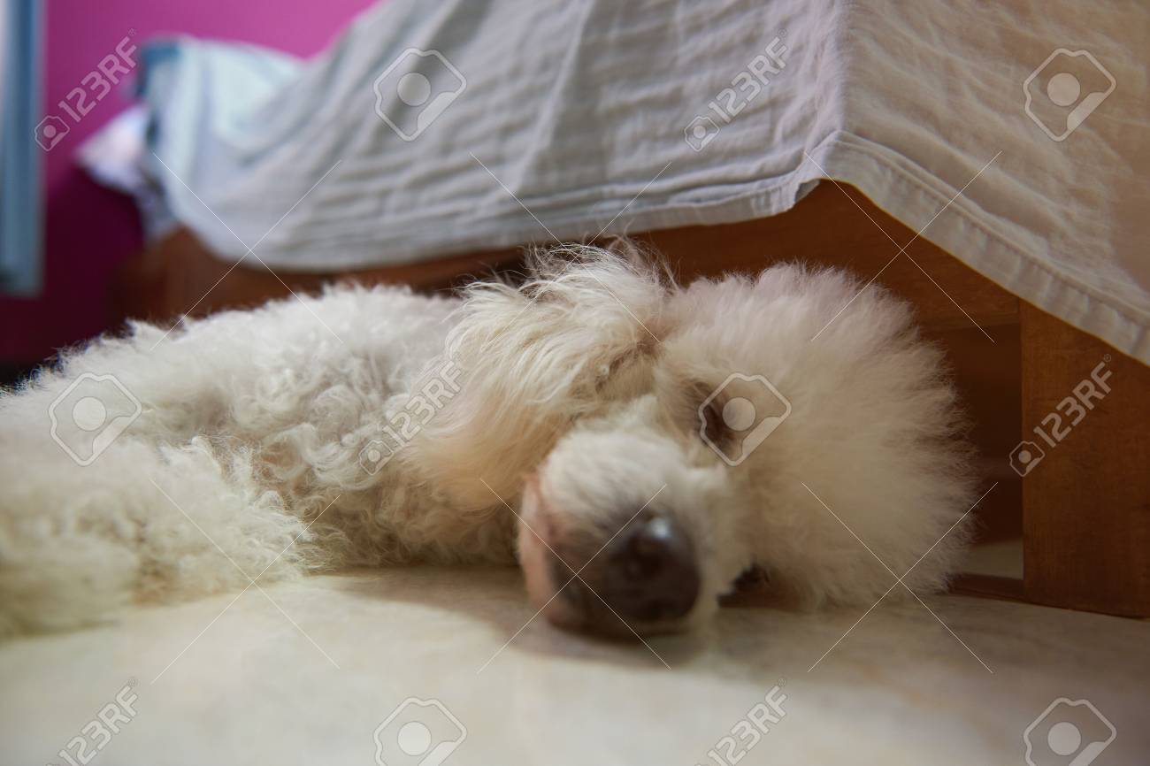 absorbent dog doormat