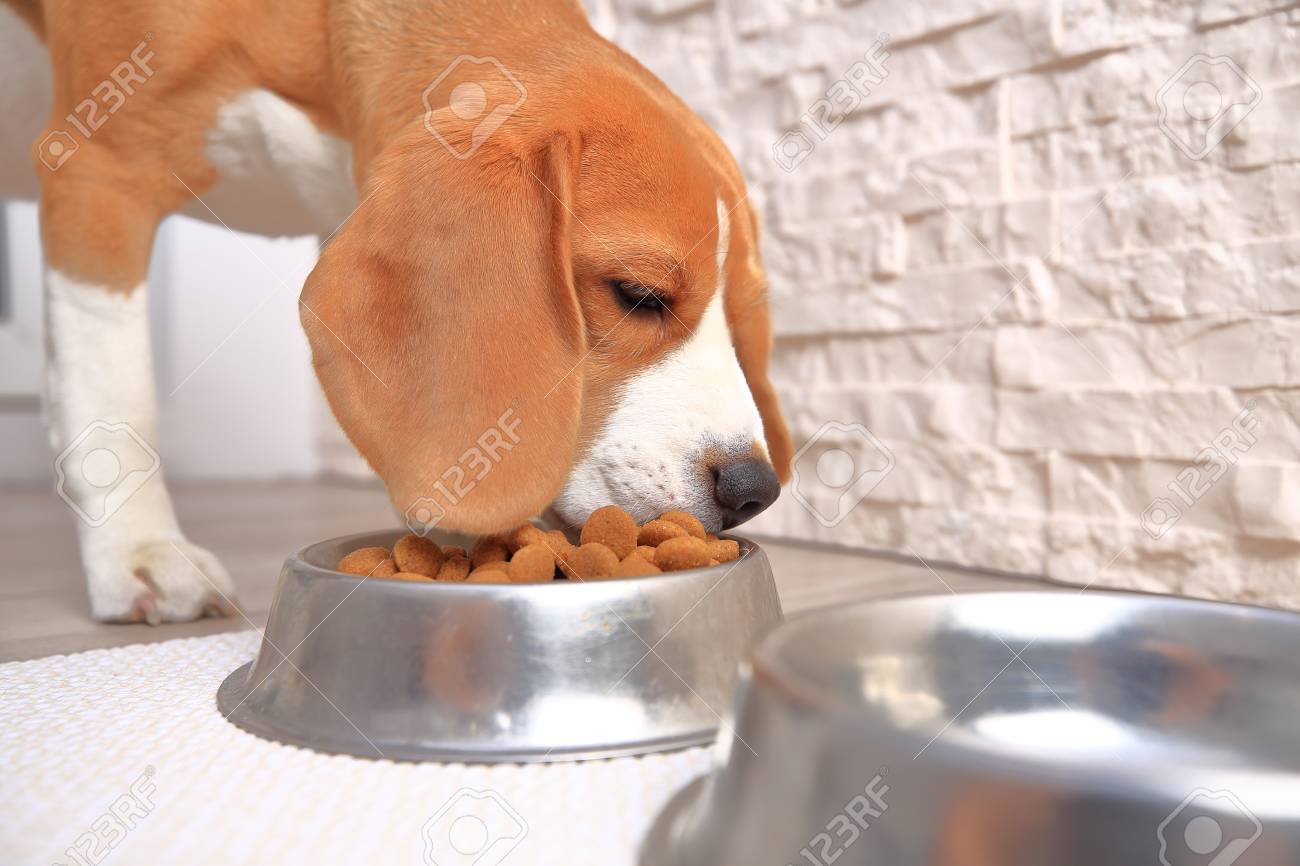 beagle dog diet