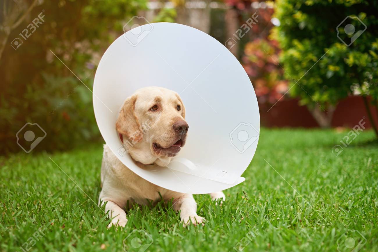 starter royal canin medium