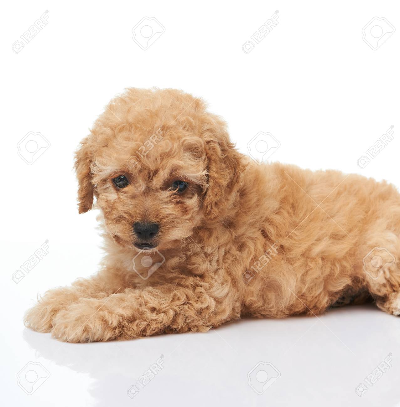 small poodle puppies