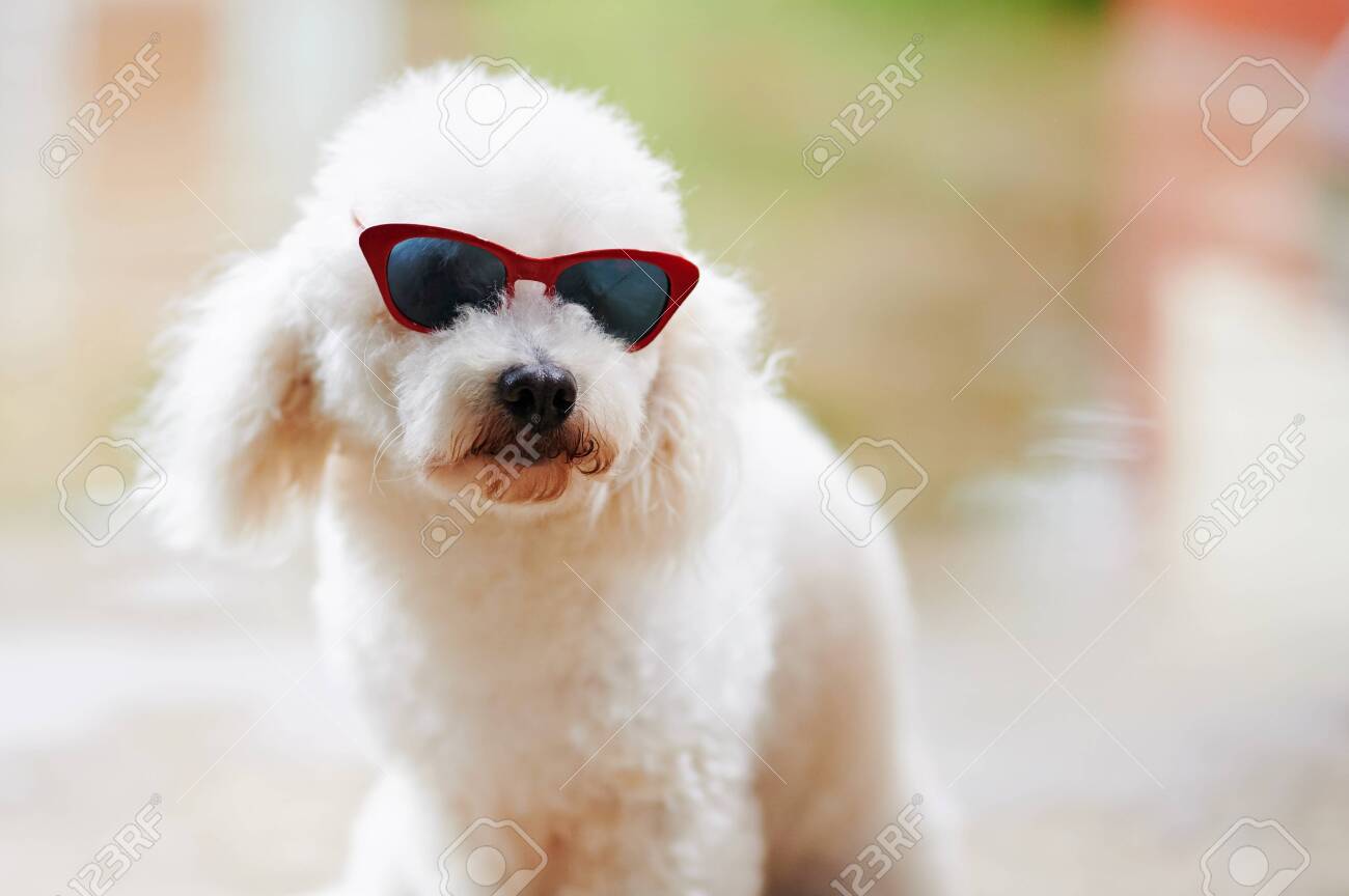 poodle sunglasses