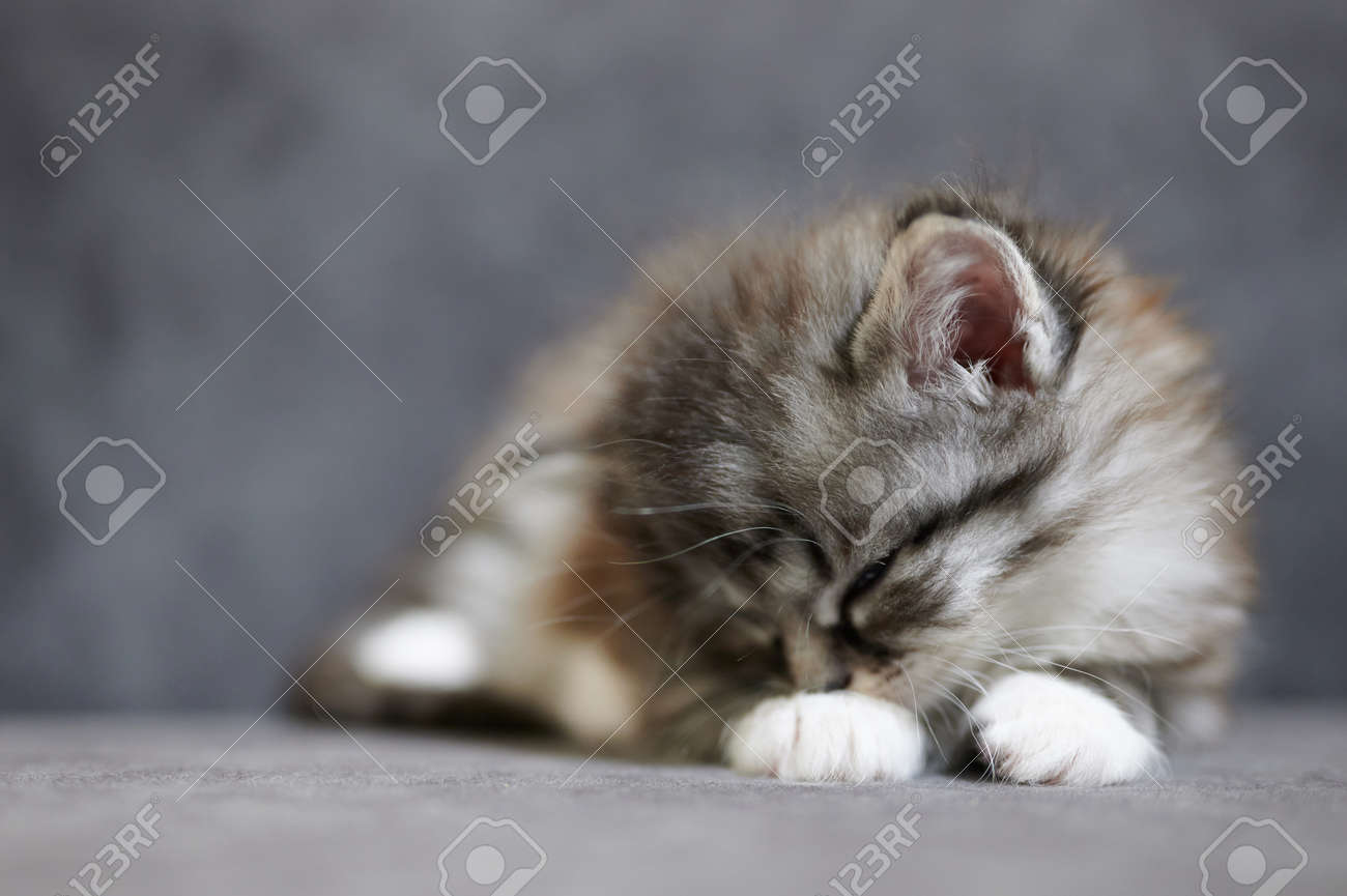 etiam-dictum-ipsum-a-felis