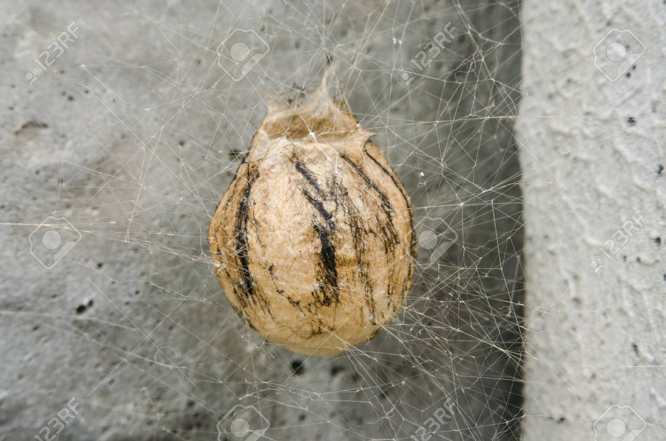 A Cocoon Of A Spider On The Background Of A Gray Wall In A Cobweb Stock Photo Picture And Royalty Free Image Image 195