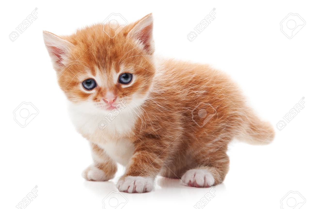 ginger kitty