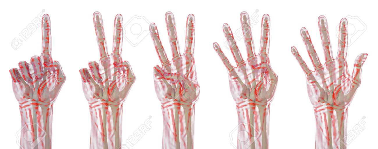 the human hand shows the number of fingers. stock photo, picture the human hand shows the number of fingers. stock photo, picture, Muscles