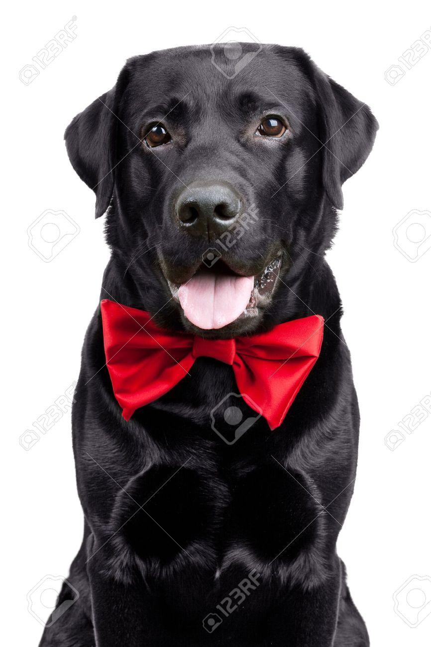 Bow Tie On A White Background Stock 