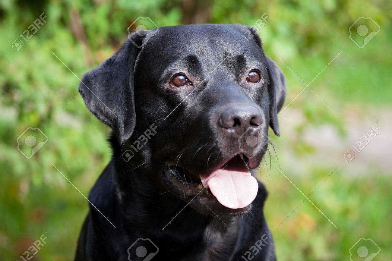 labrador muzzle