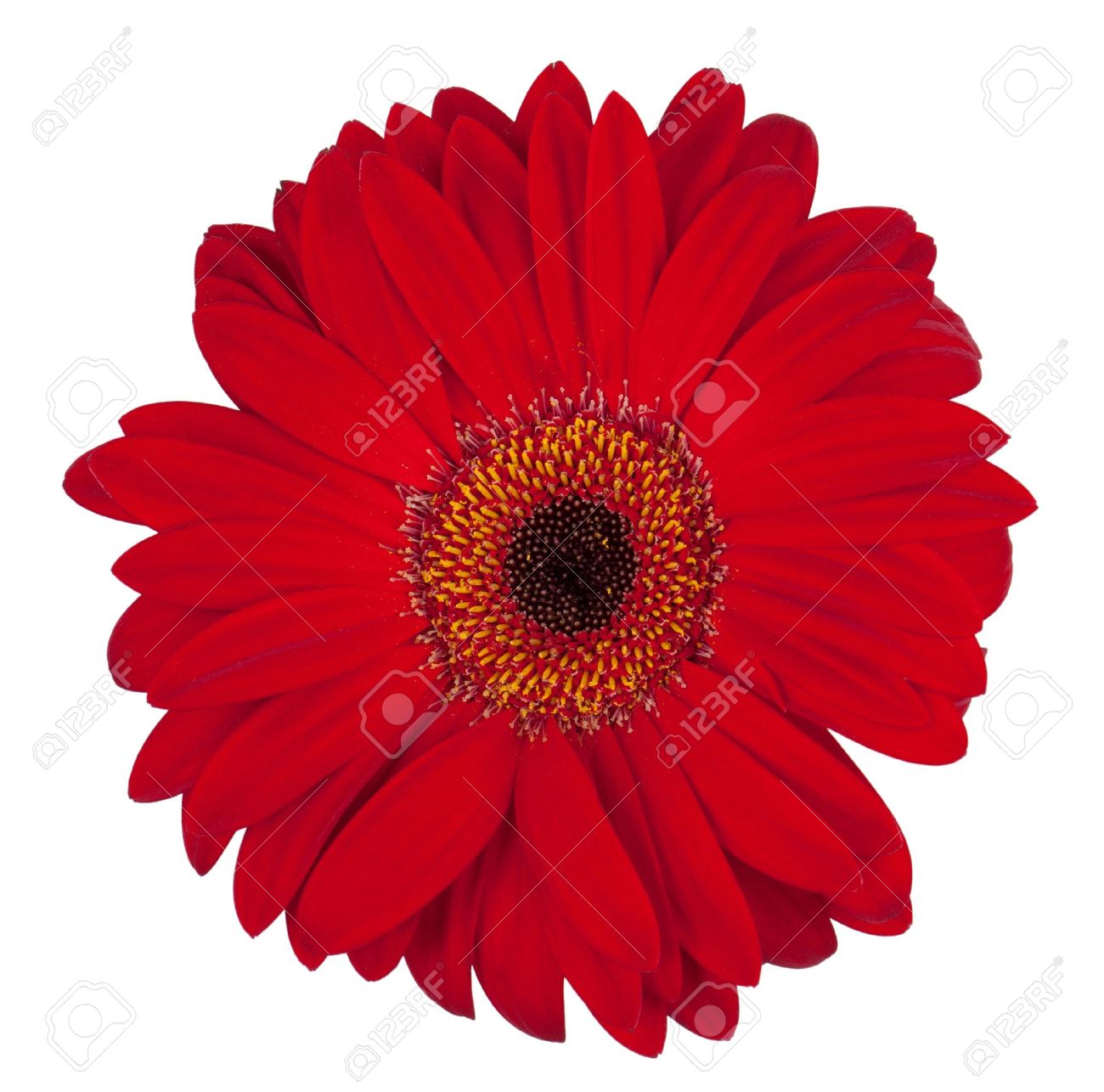 burgundy and white background