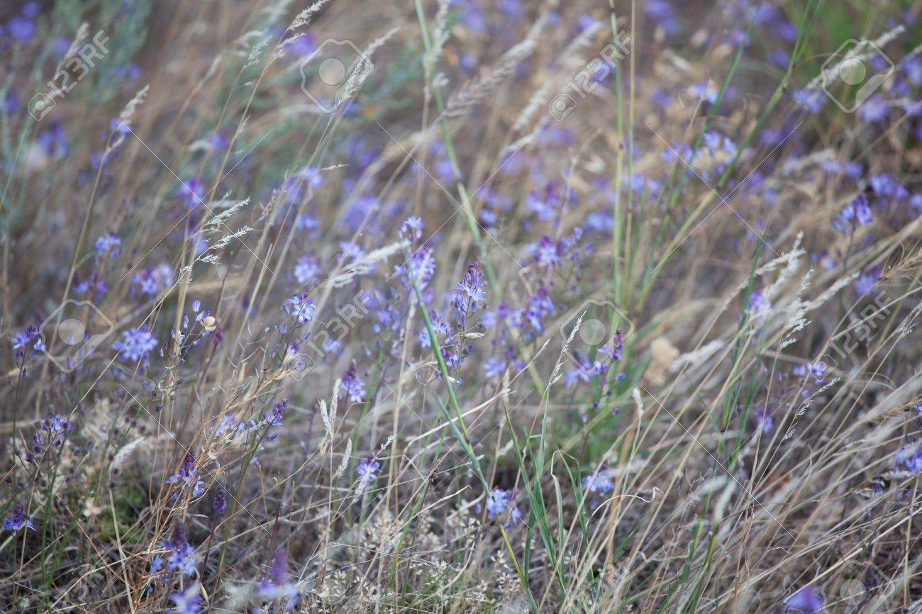夏の日の多くの小さな紫の野花 の写真素材 画像素材 Image
