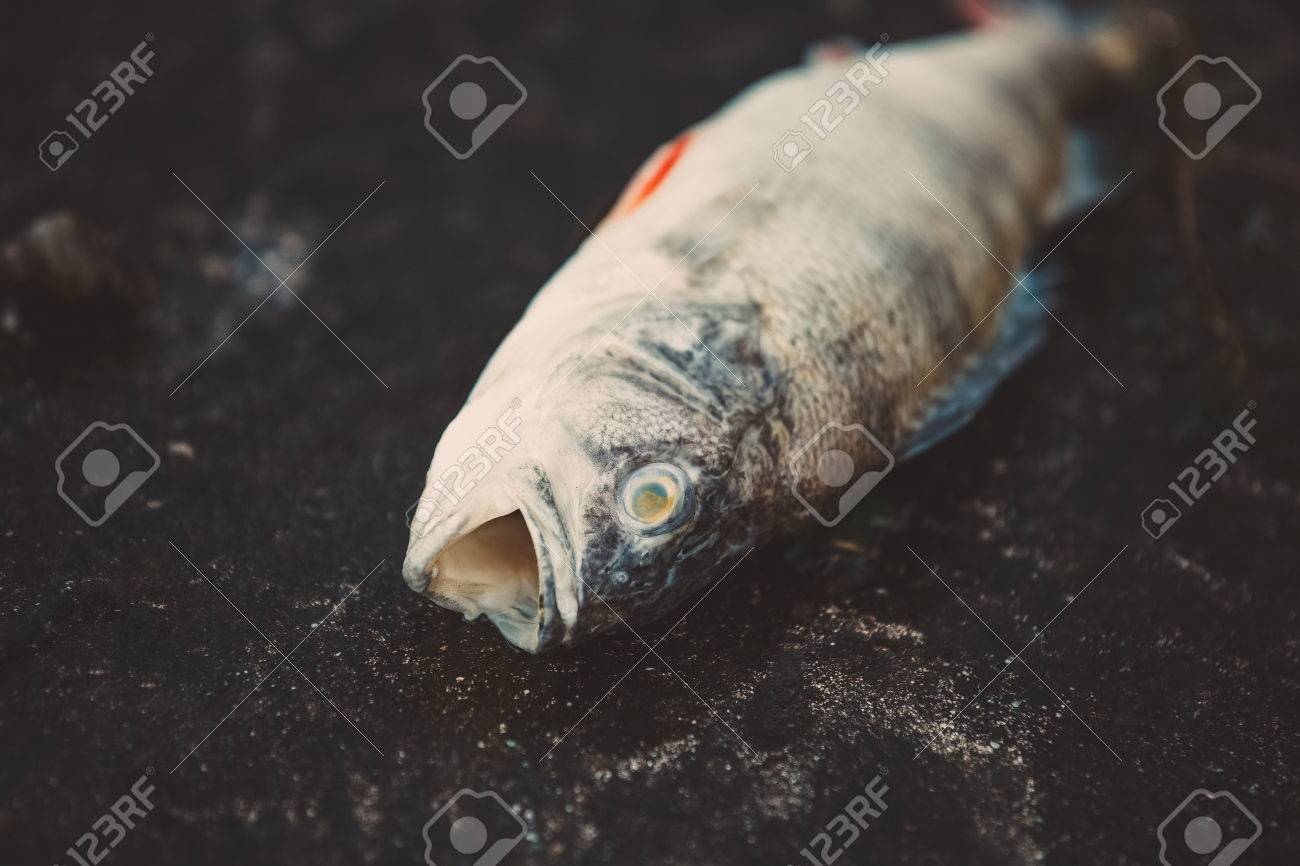 Bloated Dead Poisoned Fish Lies On The Bank Of The River Environmental Pollution The Impact Of Toxic Emissions In The Aquatic Environment Stock Photo Picture And Royalty Free Image Image 71130914