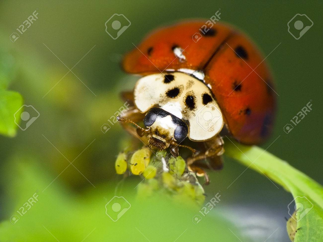 てんとう虫アブラムシを食べます 自然な害虫駆除 の写真素材 画像素材 Image