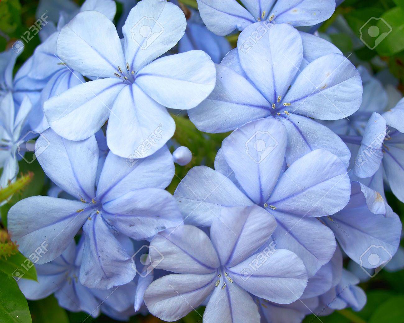 Blue Jasmine Flower Factory Sale 58 Off Www Hcb Cat