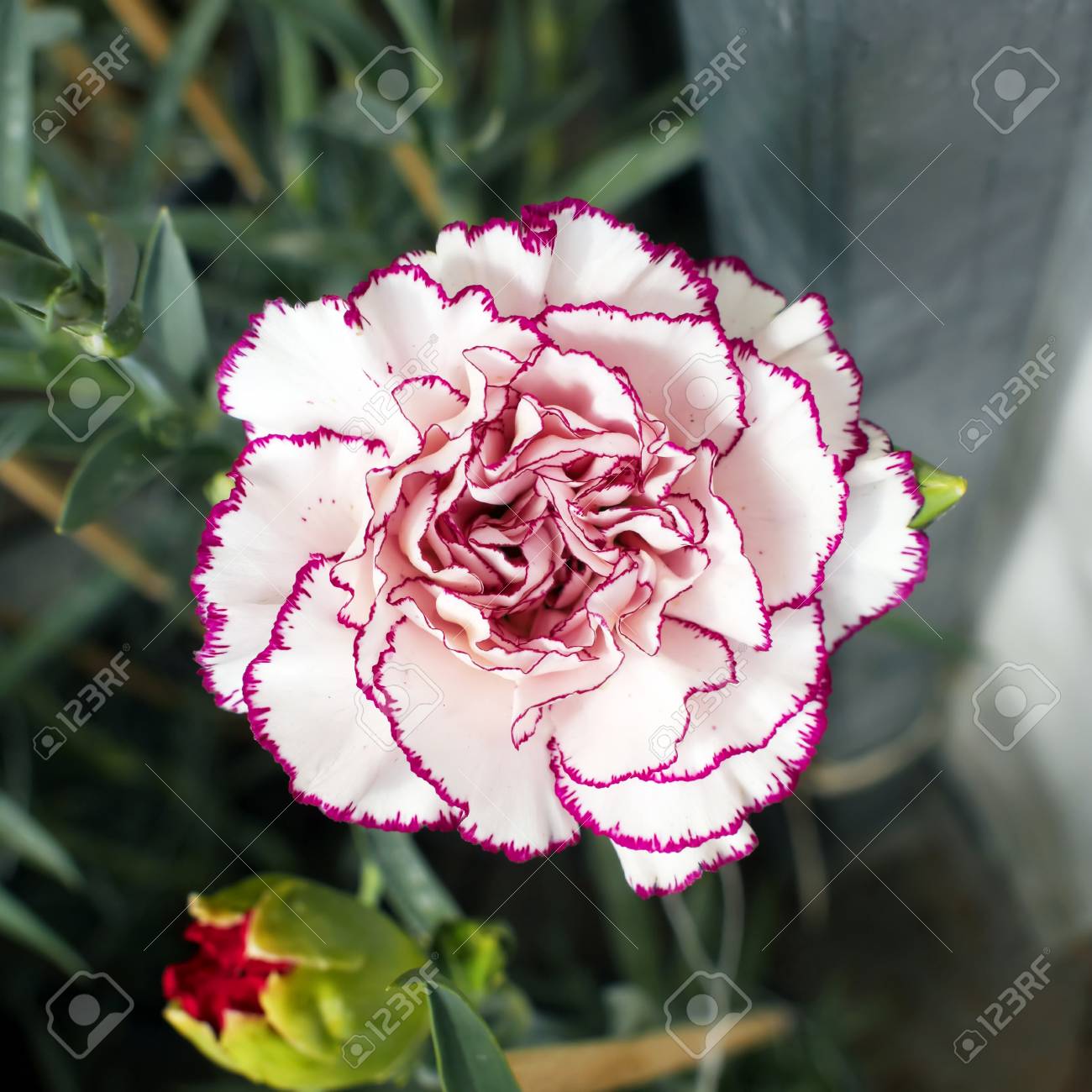 フォーカスの単一白紫カーネーションの花 赤いつぼみ の写真素材 画像素材 Image