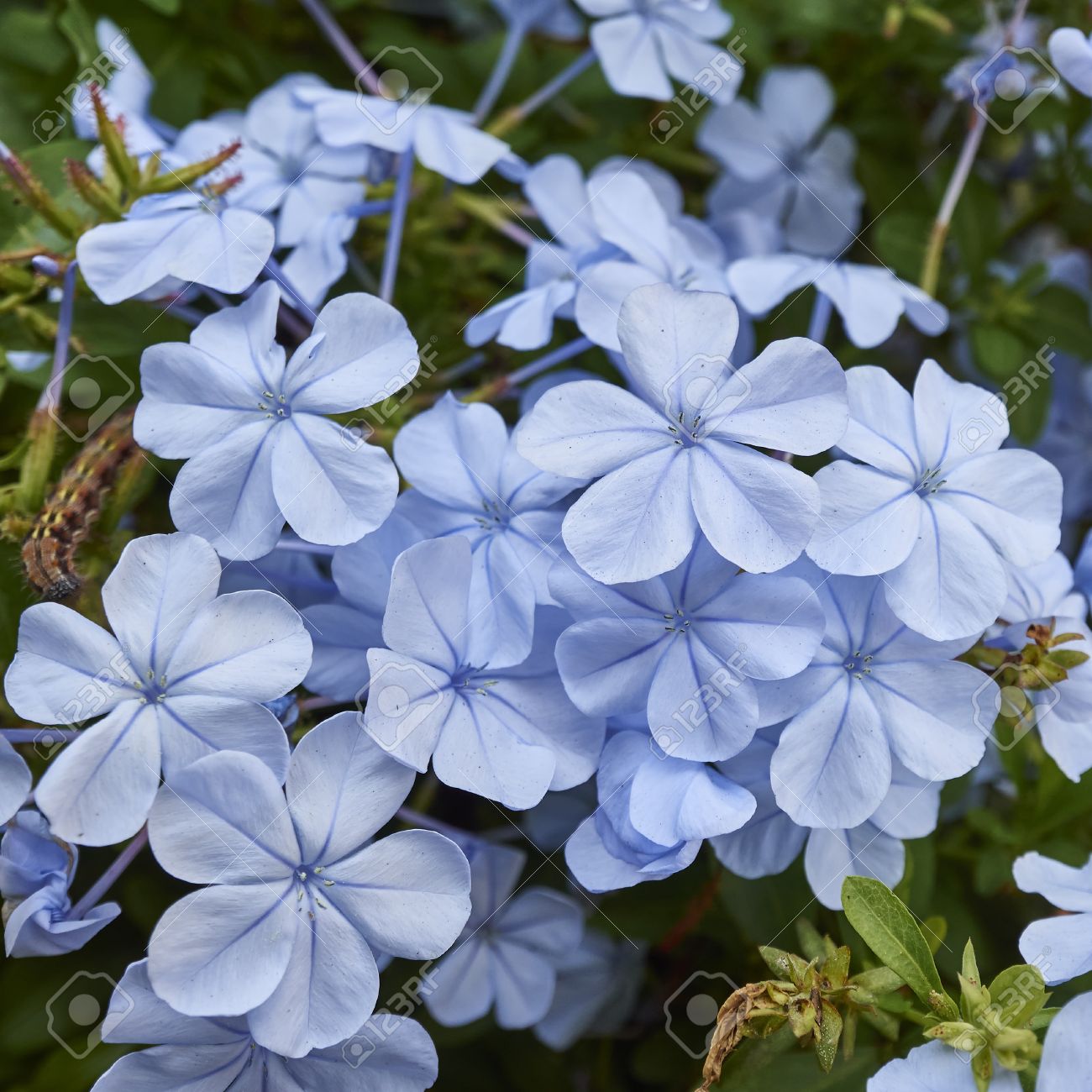 light blue jasmine flowers