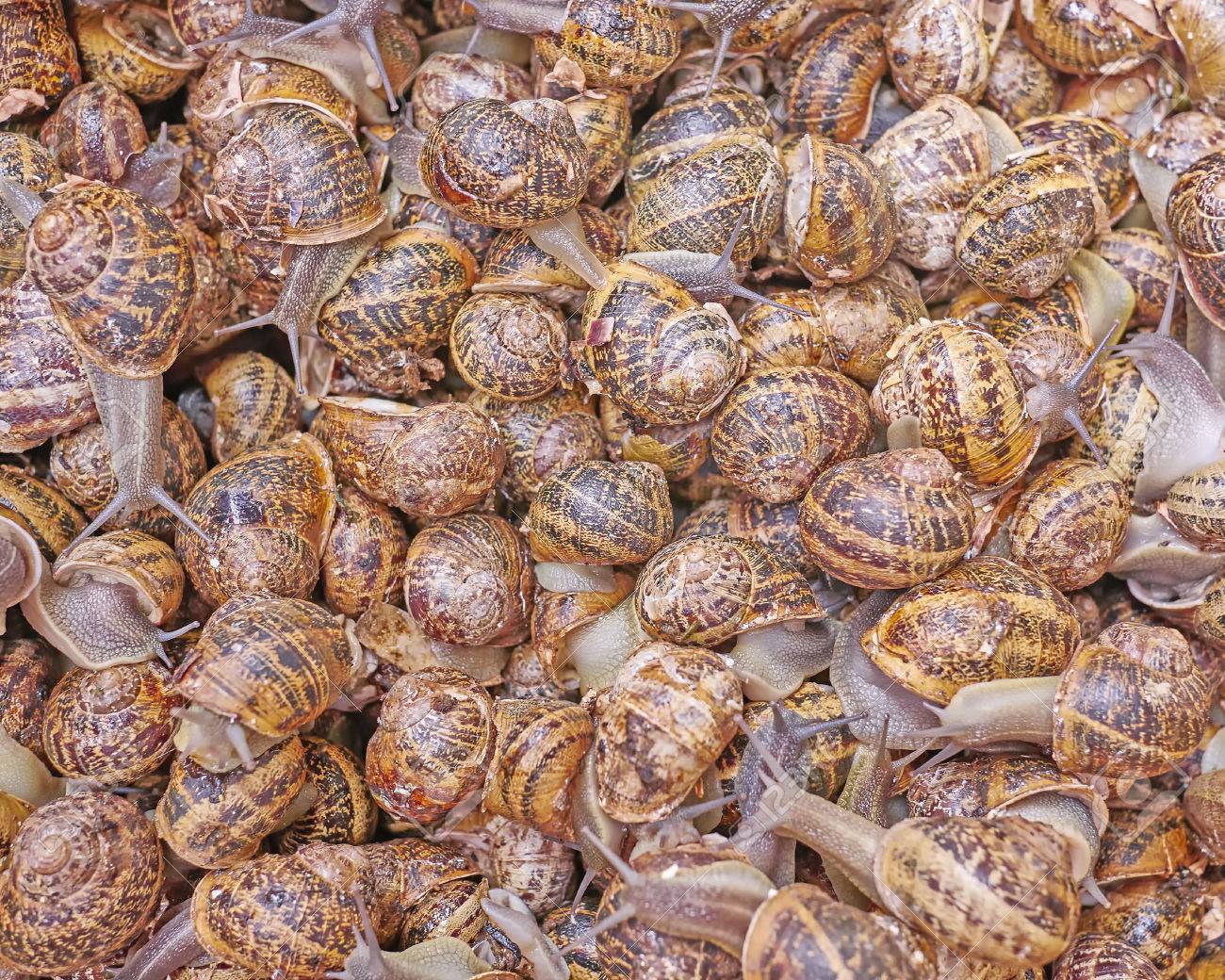 Edible Snails For Sale At The Local Market Stock Photo Picture And Royalty Free Image Image 45259565