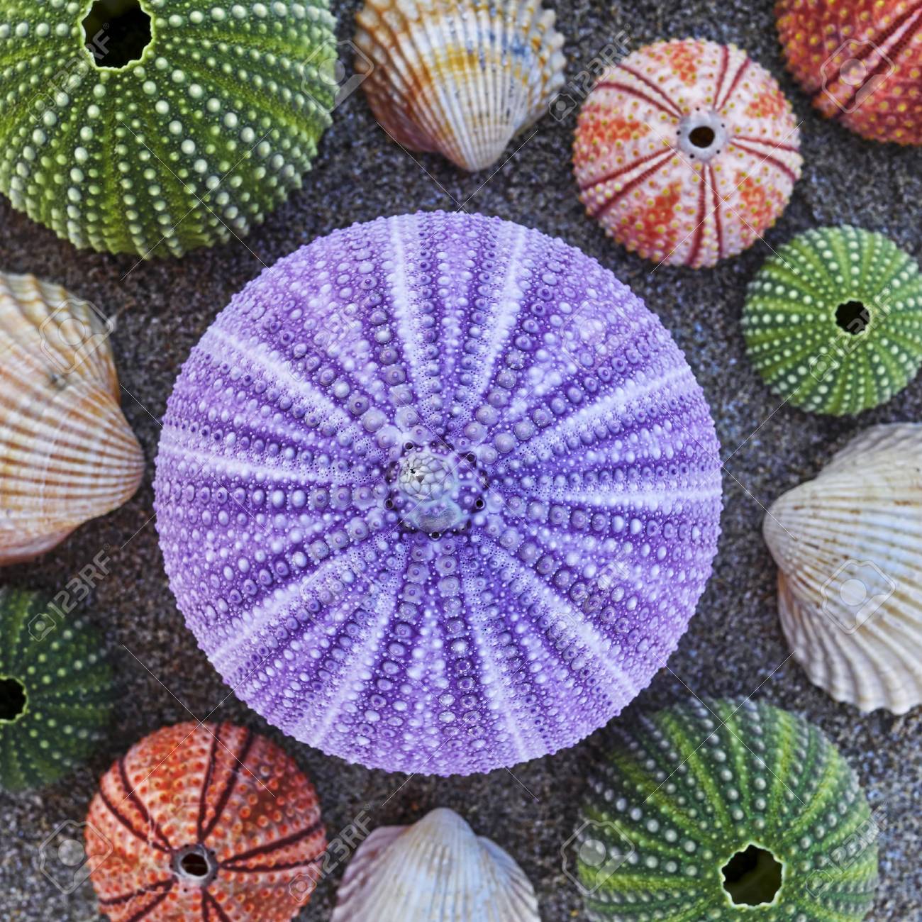 Violet And Other Colorful Sea Urchins And Shells On Wet Sand