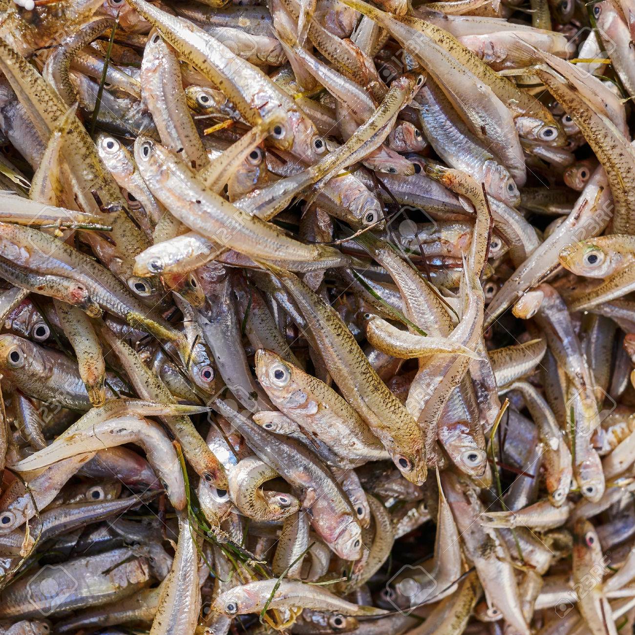 新鮮な雑魚魚販売 上面のクローズ アップ の写真素材 画像素材 Image