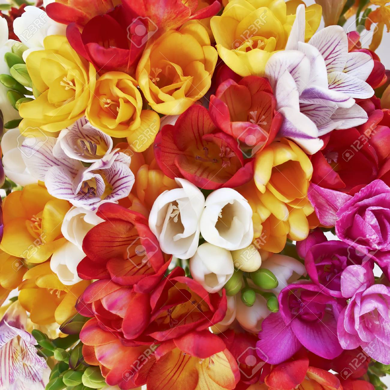 Colorful Freesias Bouquet Closeup Floral Background Stock Photo Picture And Royalty Free Image Image