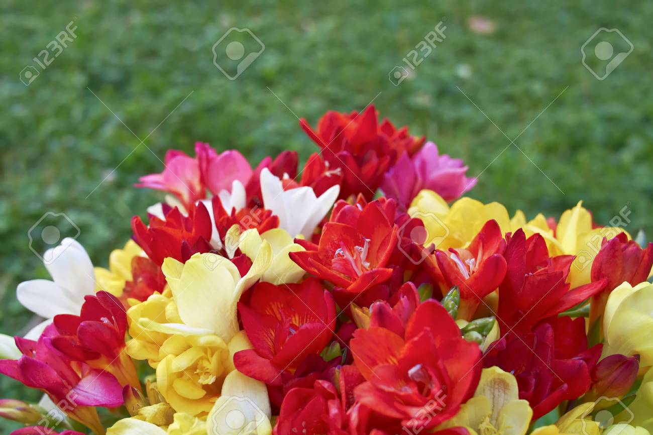 緑の草の背景 入力のためのスペースにフリージアの花 の写真素材 画像素材 Image