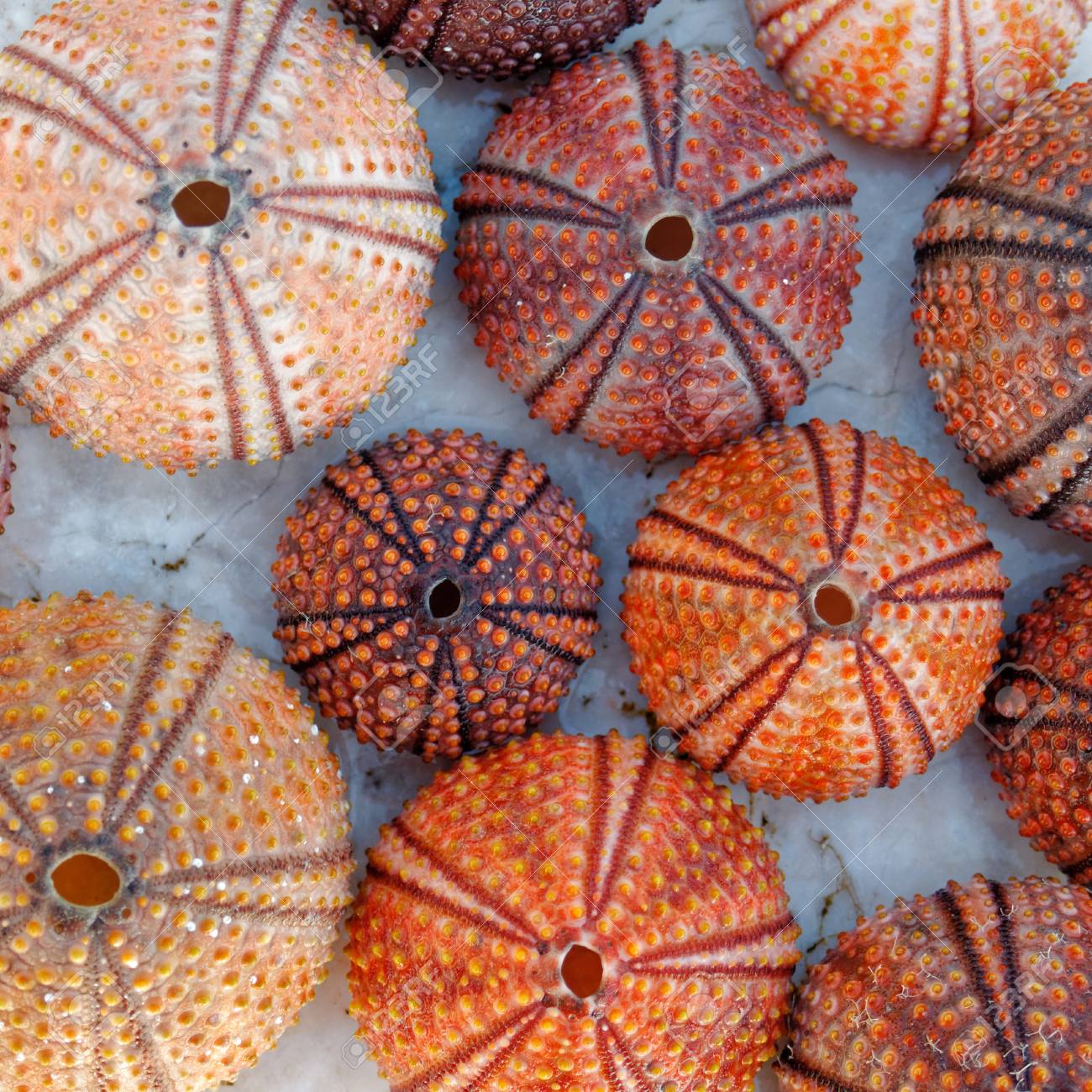 Red Orange Colored Sea Urchin Shells On White Rocky Beach Stock
