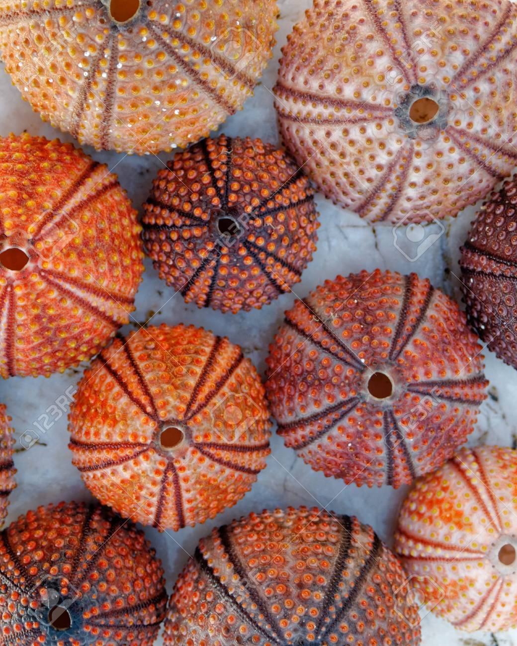 Red Orange Colored Sea Urchin Shells On White Rocky Beach Stock