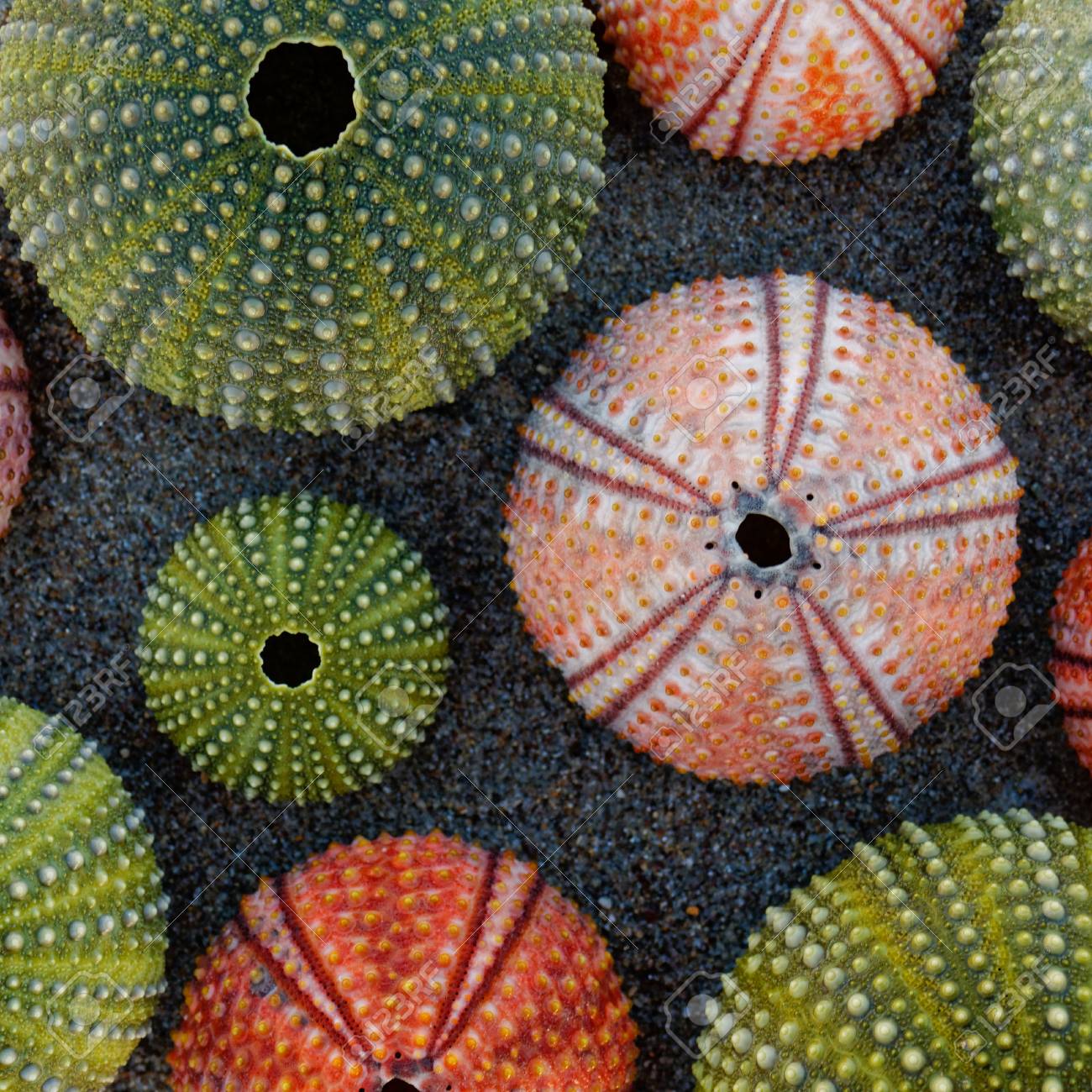 Various Colorful Sea Urchin Shells On Wet Sand Stock Photo