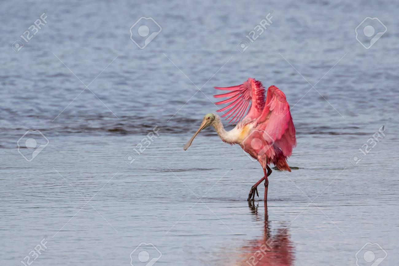 ベニヘラサギ Platalea Ajaja J N 鼎 ダーリング国立野生生物保護区 サニベル島 フロリダ州 アメリカ合衆国 の写真素材 画像素材 Image 3848