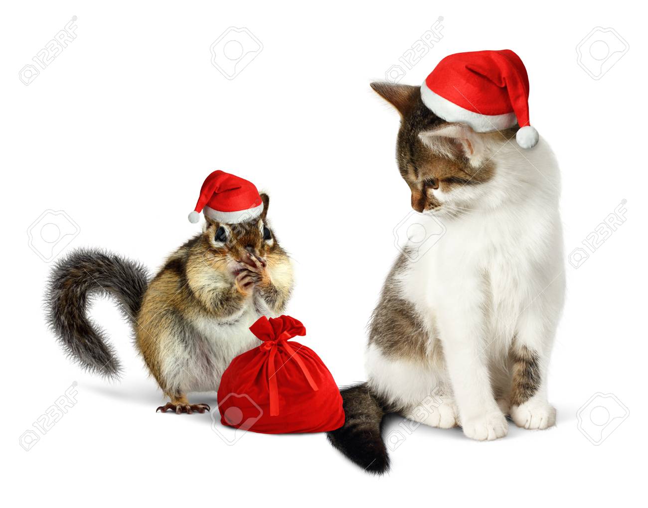 https://previews.123rf.com/images/dimjul/dimjul1510/dimjul151000007/46100991-funny-xmas-pets-amusing-chipmunk-and-cat-with-santa-hat-and-sack.jpg