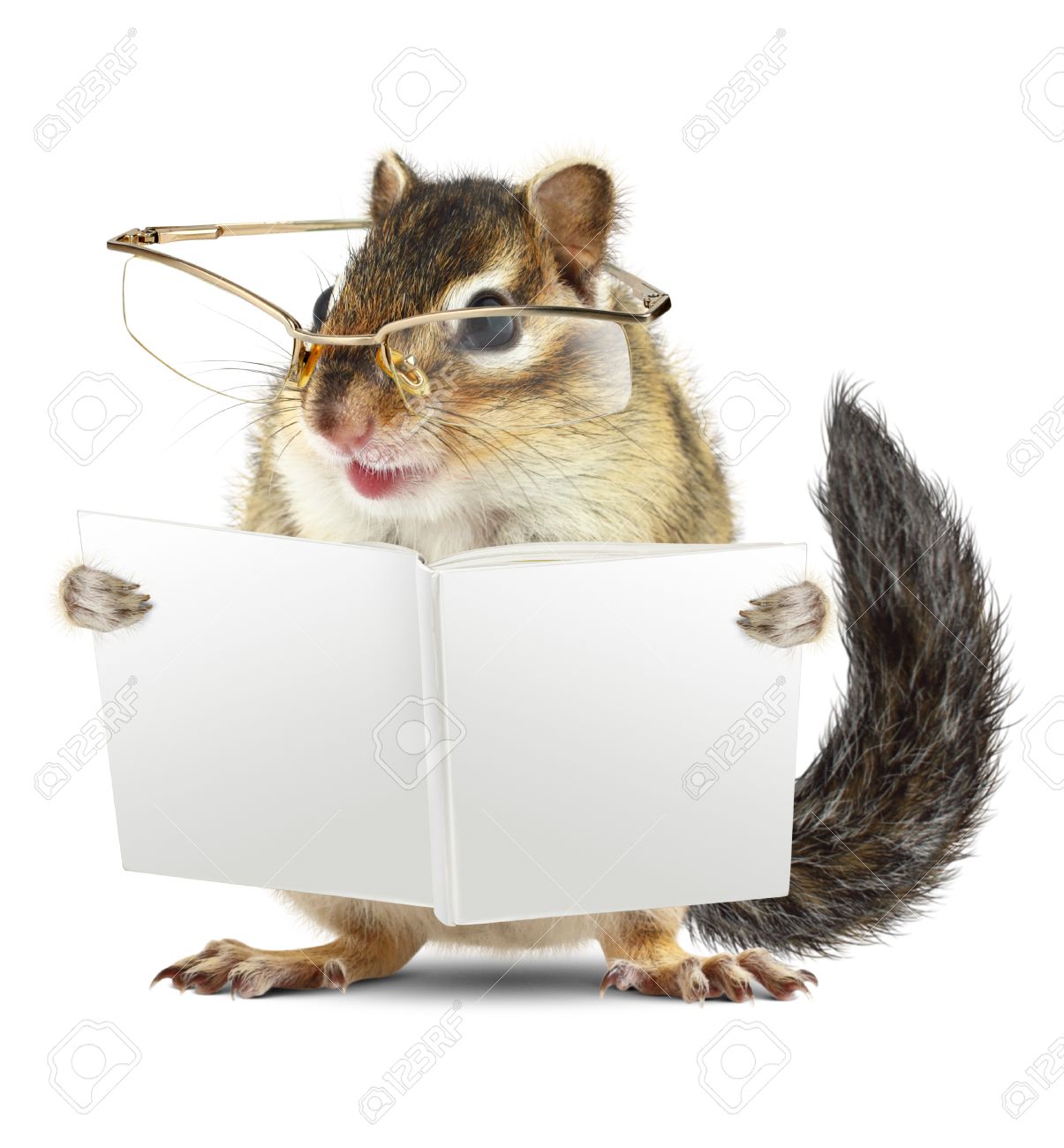 Funny animal chipmunk with glasses reading book jn white background - 47423434 Funny animal chipmunk with glasses reading book jn white background - 47423434