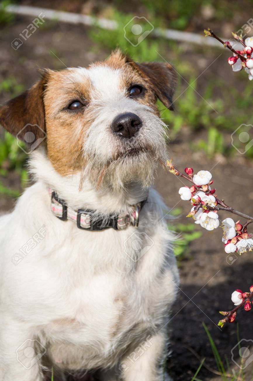 jack russell with pointy ears