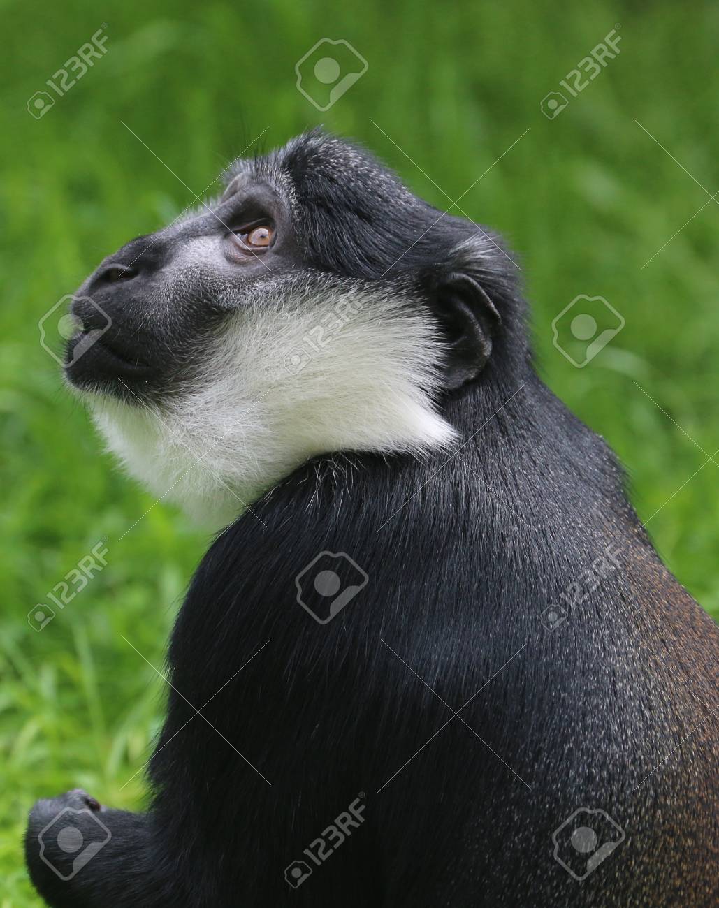 etiam-dictum-ipsum-a-felis