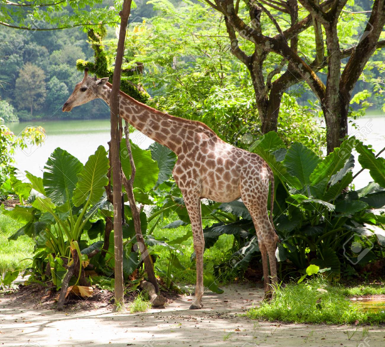 シンガポール動物園のキリンの絵 の写真素材 画像素材 Image