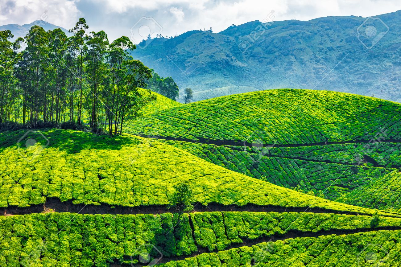 Green tea plantations in Munnar, Kerala, India - 46699592 Green tea plantations in Munnar, Kerala, India - 46699592
