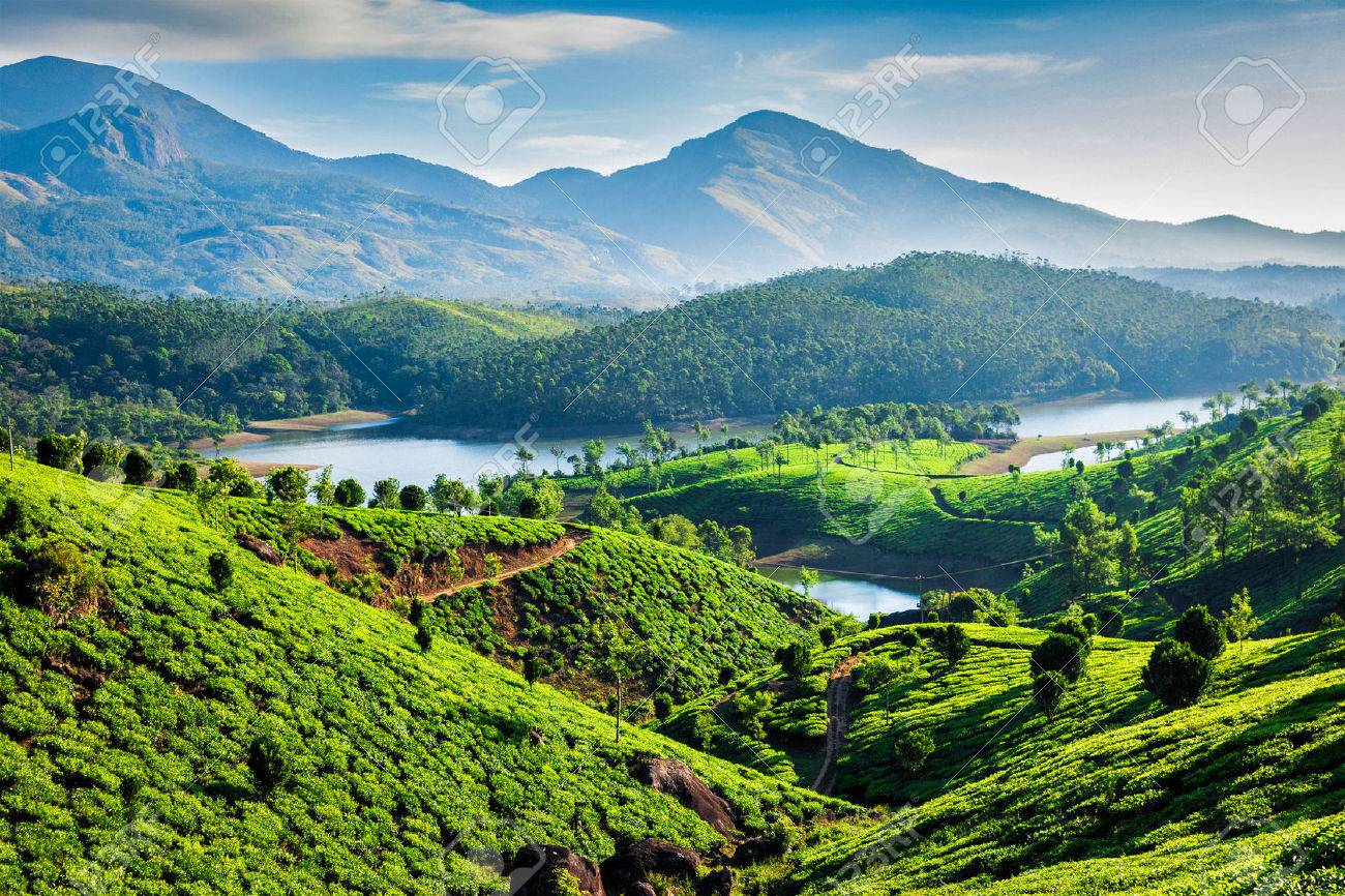 Tea plantations and Muthirappuzhayar River in hills near Munnar, Kerala, India - 53414818 Tea plantations and Muthirappuzhayar River in hills near Munnar, Kerala, India - 53414818