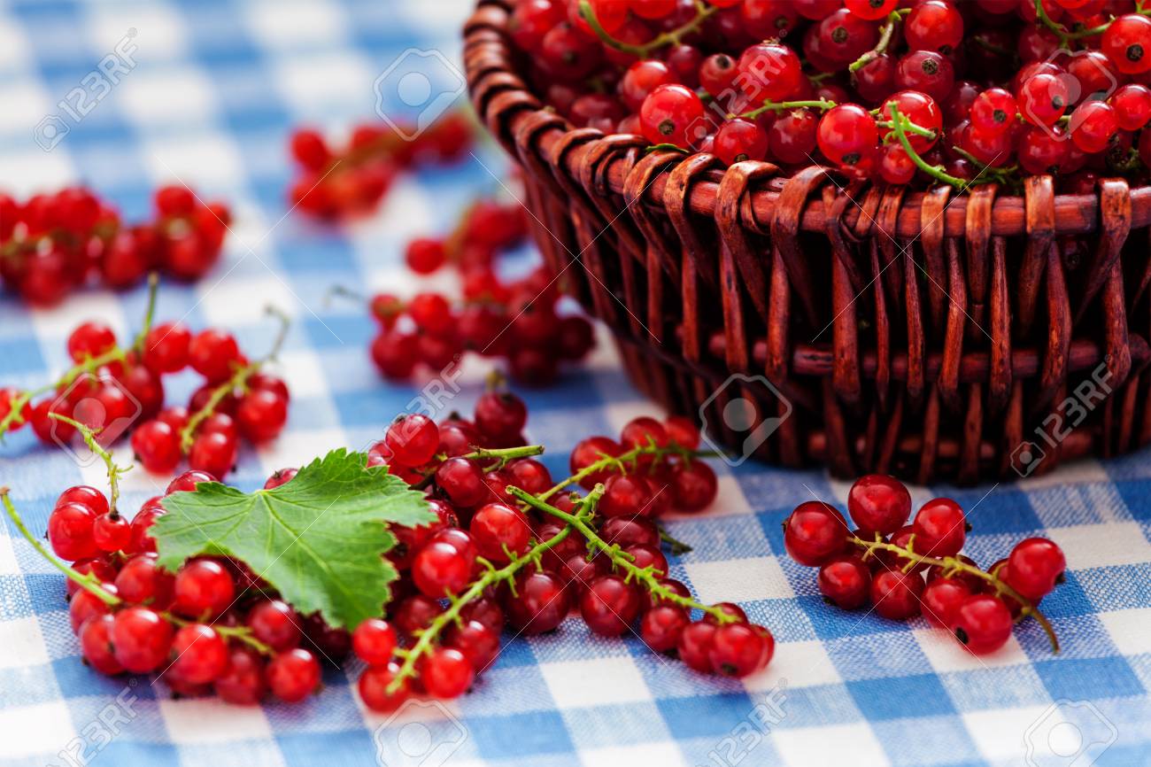 台所のテーブルに籐のボウルに赤スグリ カシス果実 の写真素材 画像素材 Image