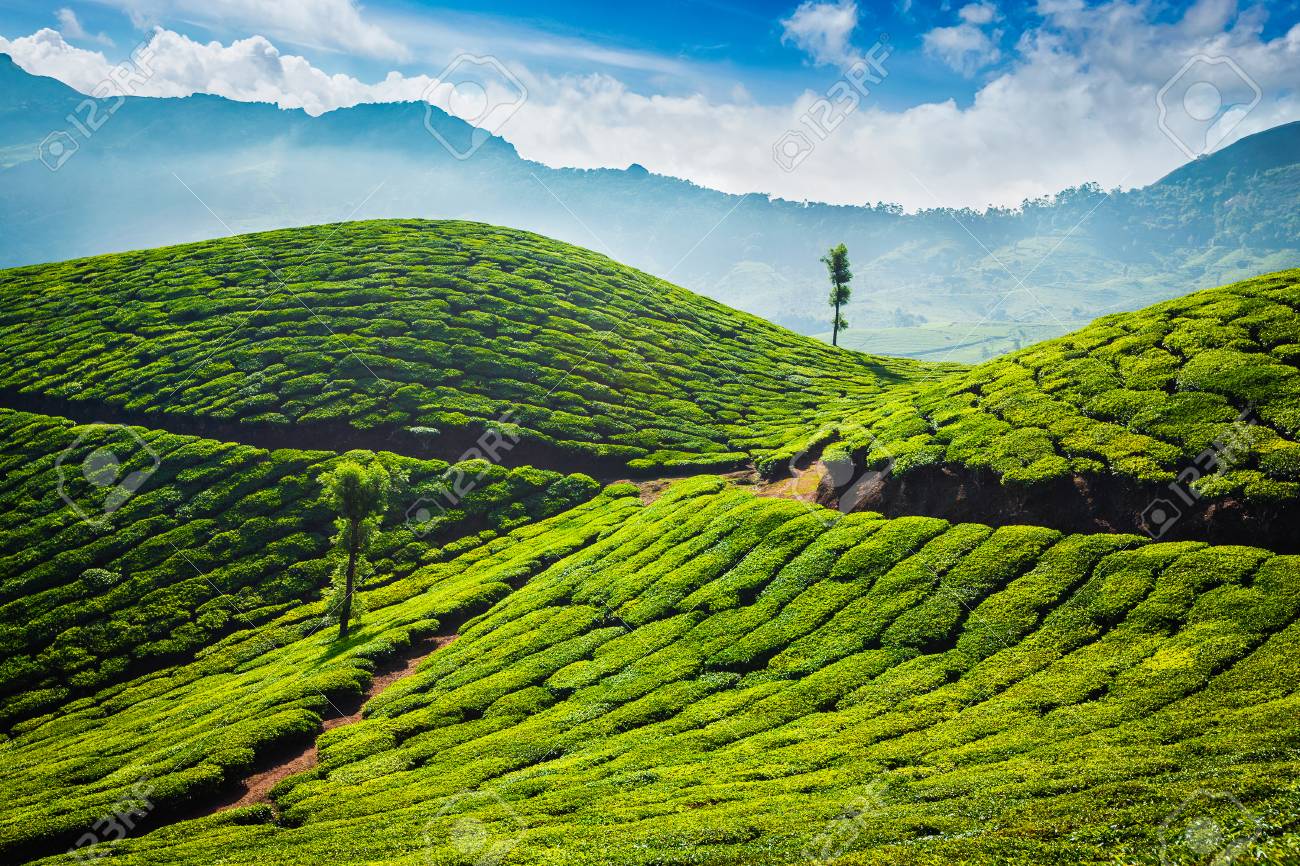 Tea plantations. Munnar, Kerala - 89034358 Tea plantations. Munnar, Kerala - 89034358