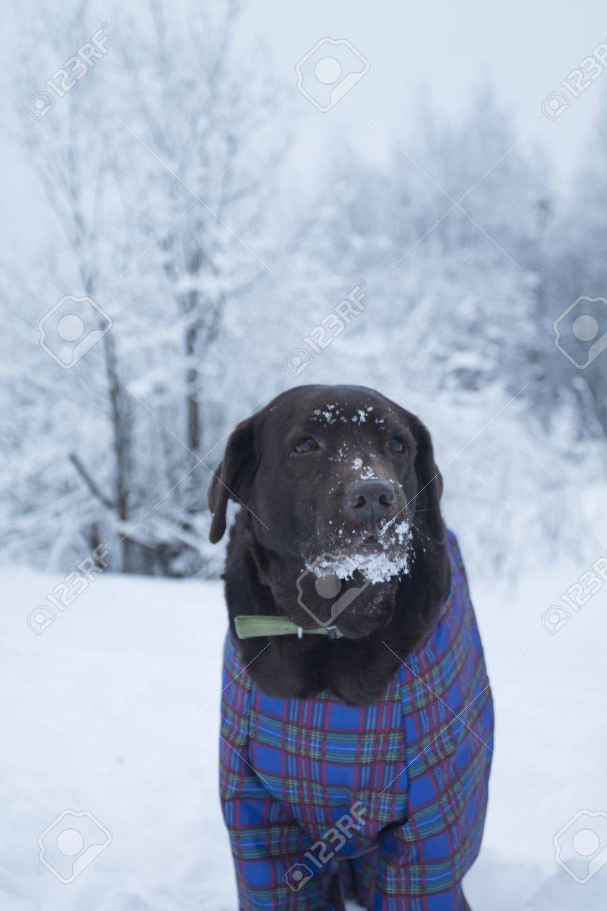 labrador winter clothes