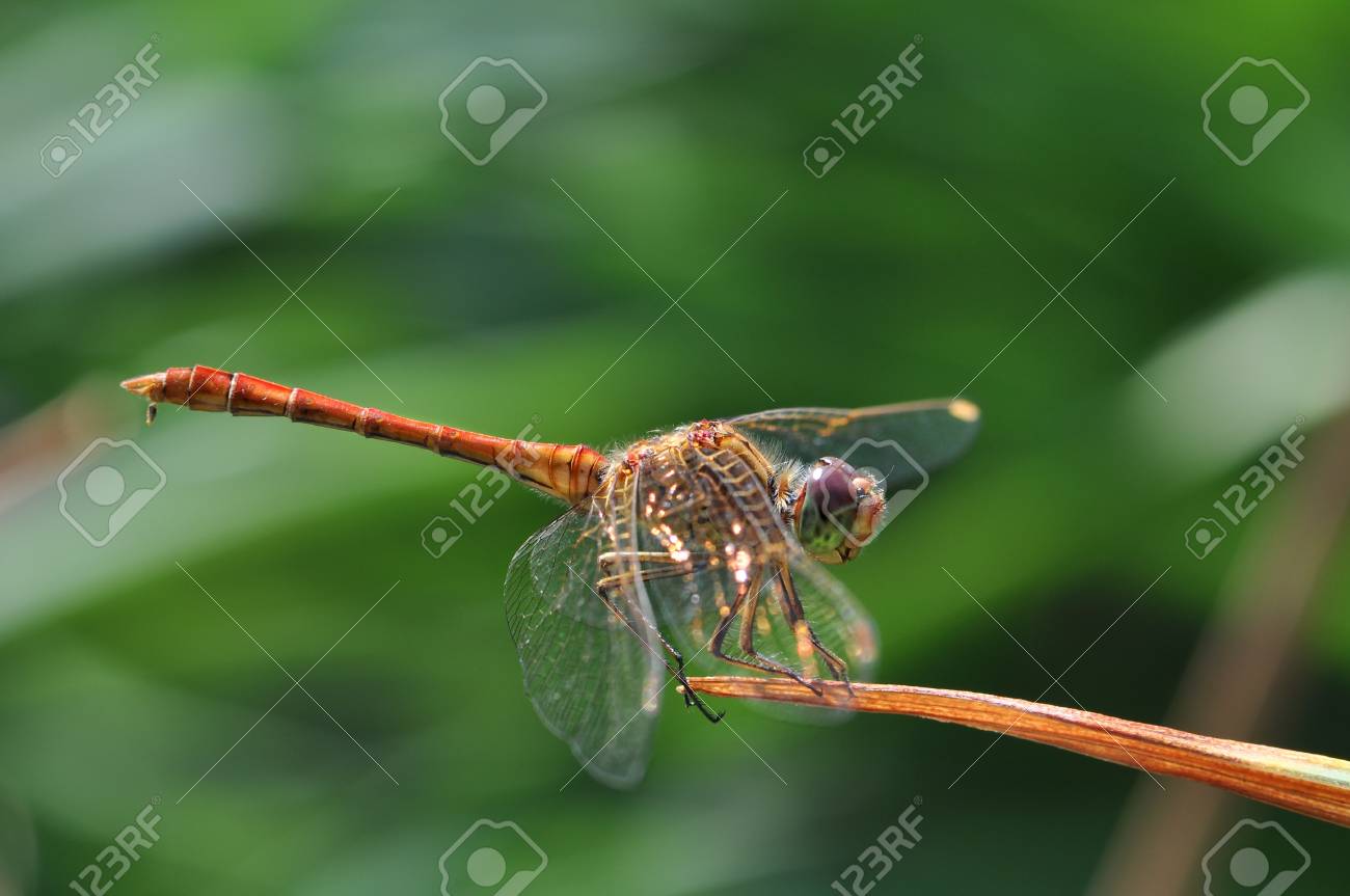 etiam-dictum-ipsum-a-felis