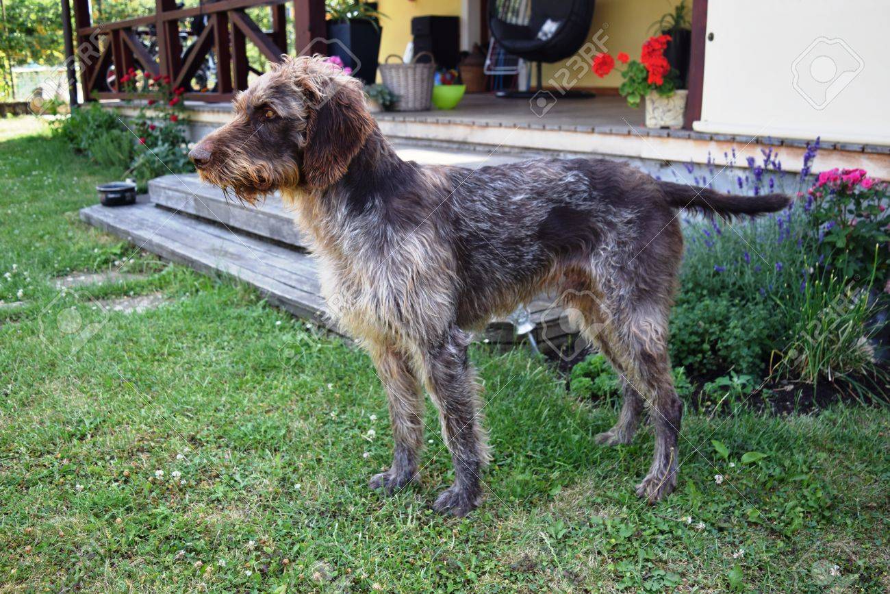 german wirehaired terrier