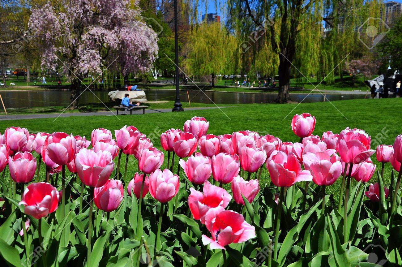 チューリップの庭から ボストン パブリック ガーデン 米国ボストン市 の写真素材 画像素材 Image