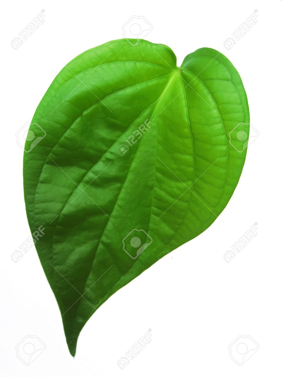 betel leaf isolated on white background - 14726586 betel leaf isolated on white background - 14726586