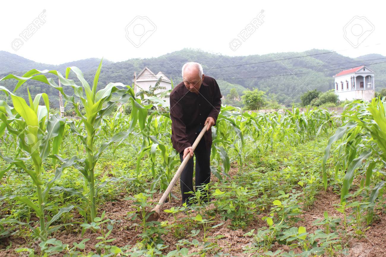 ハイズオン ベトナム 4 月 日 14 年 4 月 日ハイズオン ベトナムでのトウモロコシ畑の草取り鍬を持つ老人 の写真素材 画像素材 Image