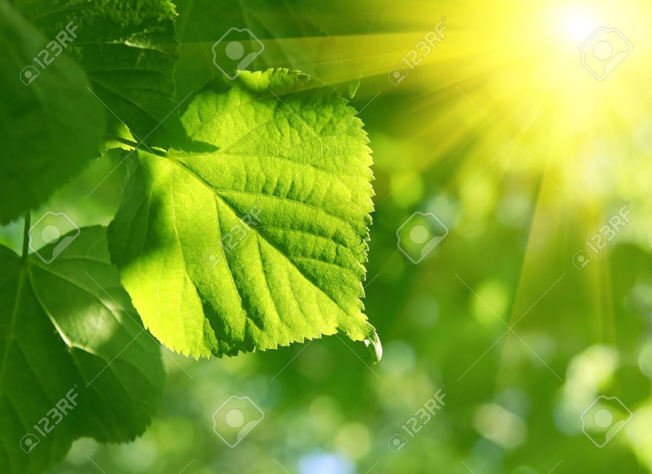 fresh green leaf of linden tree and sun beams - 7937695 fresh green leaf of linden tree and sun beams - 7937695